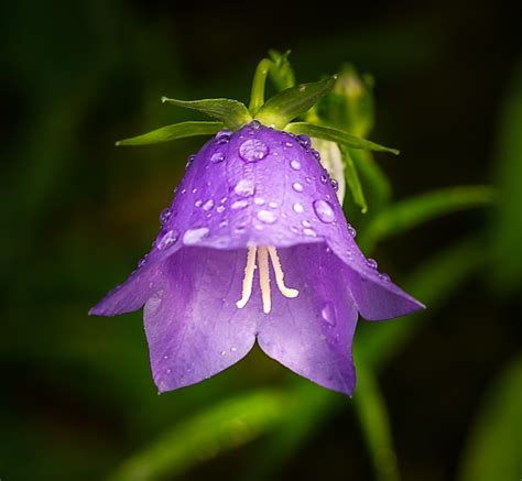Glockenblume: Hübsche Kleine Blume